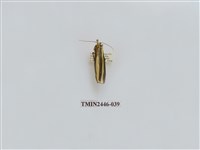 藏品(雙帶長苔蛾)的圖片